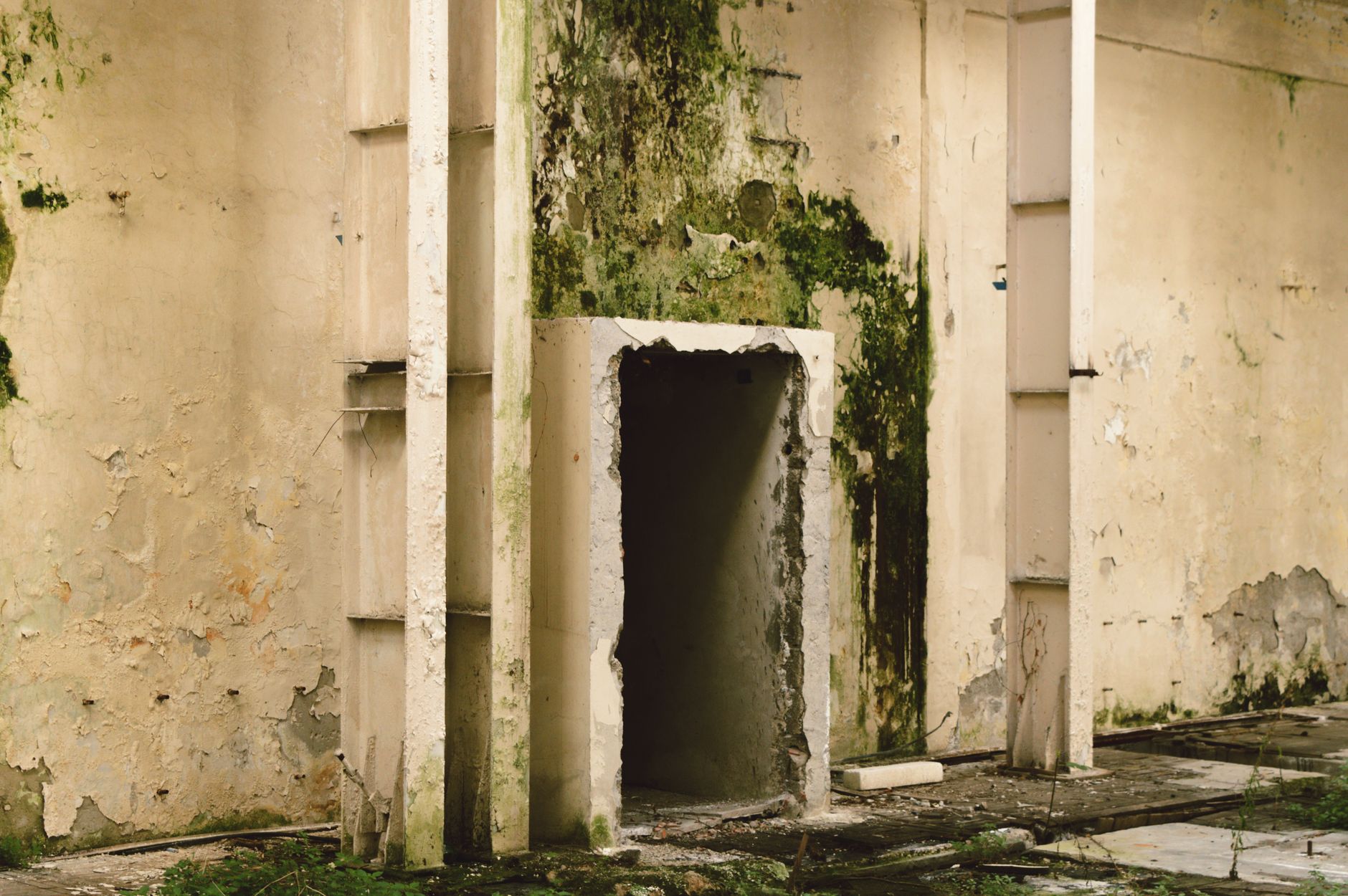 Mold Removal Hero Section Jacksonville